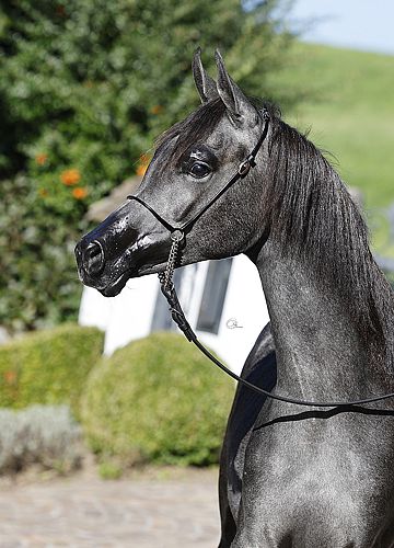 Gitana Hafidat El Brillo