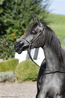 Gitana September 2025