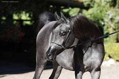 Gitana September 2025