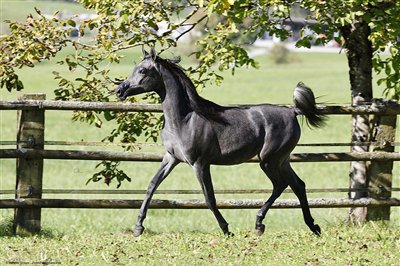 Gitana September 2025