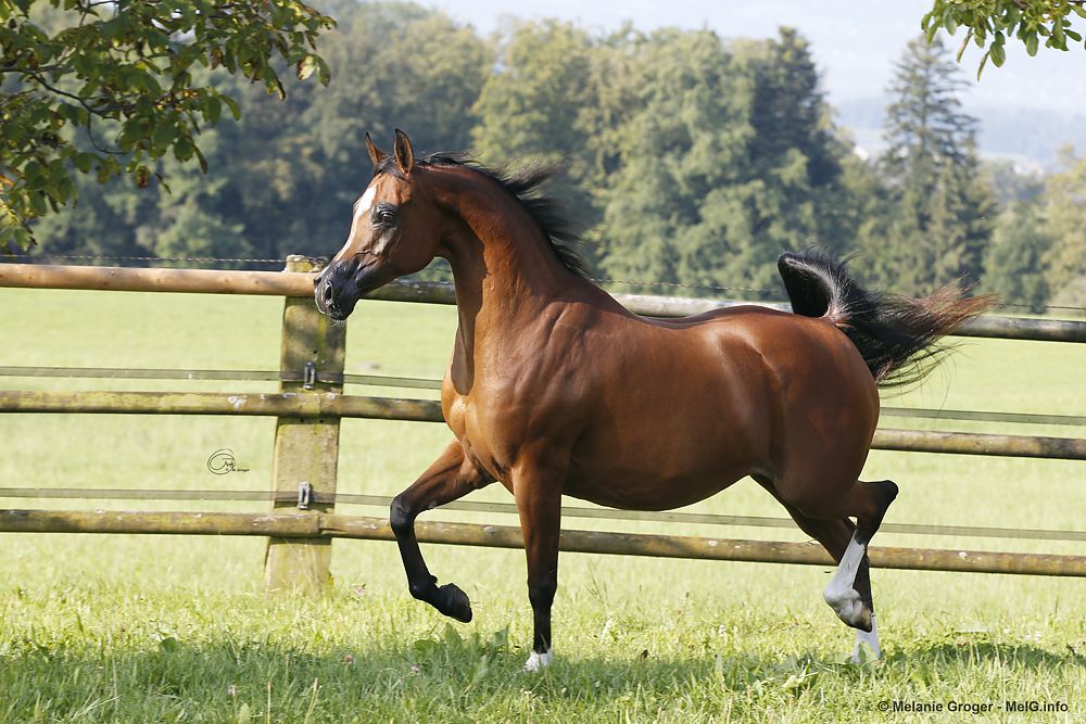 Juliah B (Justify x Bint Bey Shah)