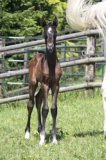 Naajizah (Om El Shahmaan x Norah El Perseus) ist geboren