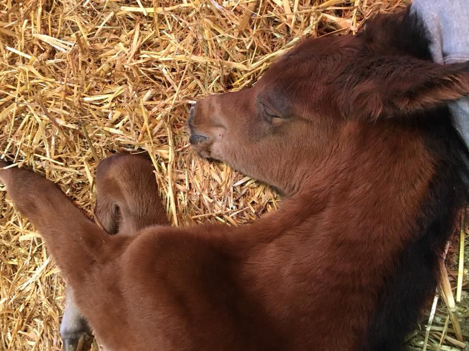 Nyagarah (Psytadel x Norah El Perseus) ist geboren