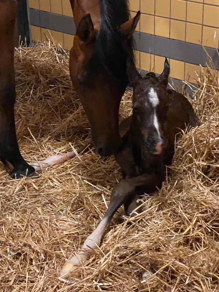 Sarhani Al Babilon (Alfabia Babilon x Shamaliah) is born