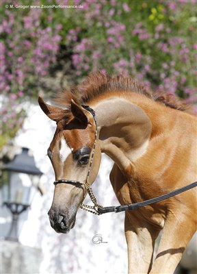 Nabucco El Perseus