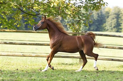 Nadeem Ibn Calypso September 2025