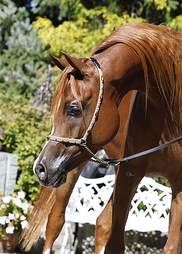 Nadeem Ibn Calypso