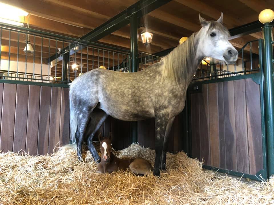 Nadeem Ibn Calypso (Calypso OS x Nawari El Noor) is born