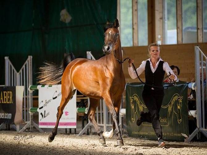 Int. C-Schau Obergerlafingen CH - MZ Djilshada Junioren Gold Championnesse