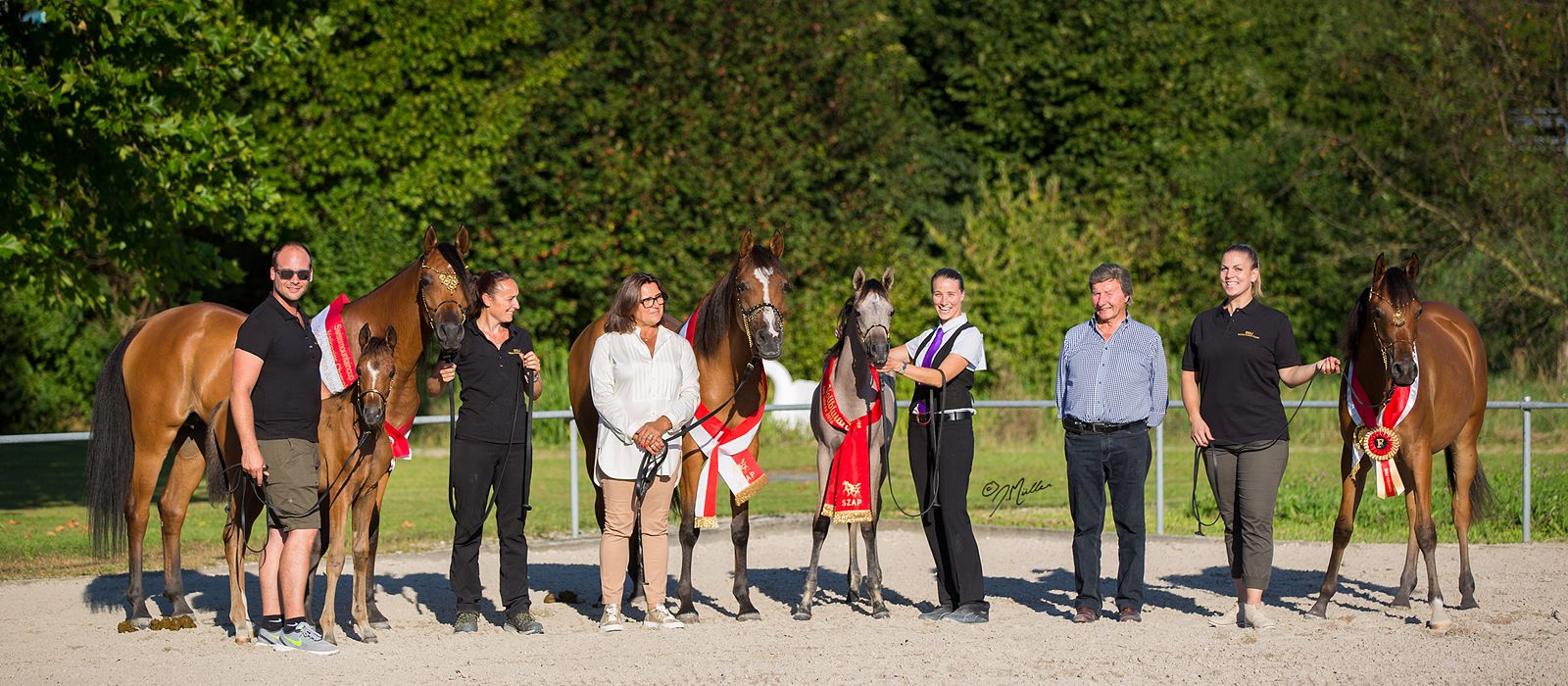 Al Shareefah (CH El Brillo x Scarlett) ist Elite Stute