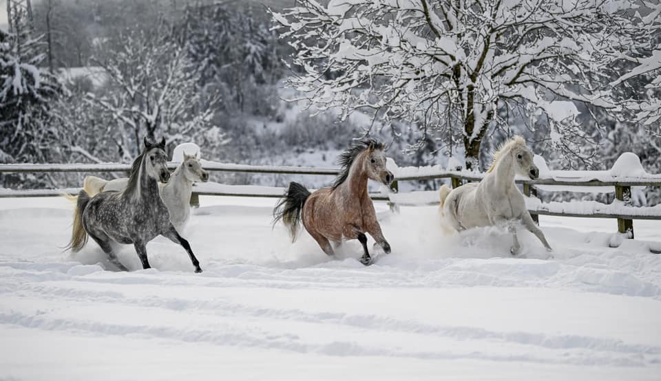 We love winter