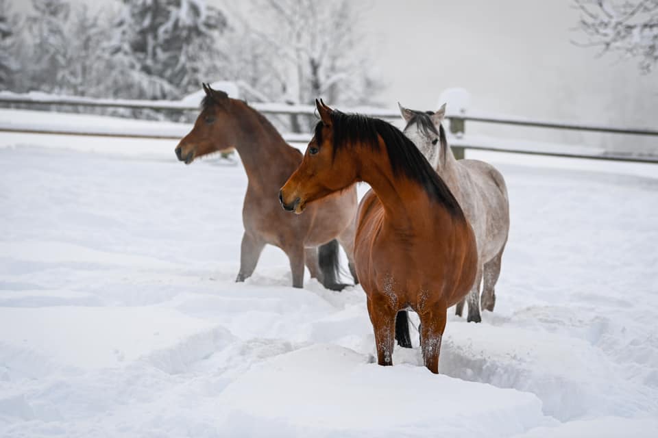 We love winter