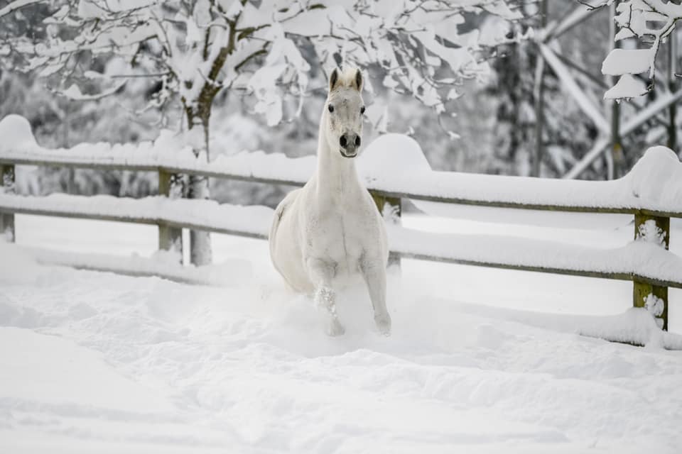 We love winter