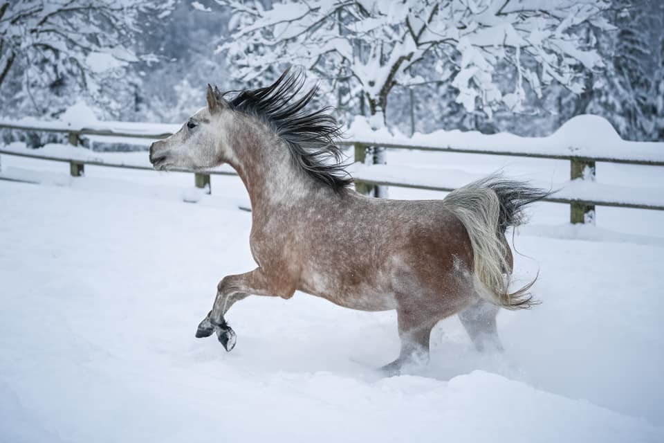 We love winter