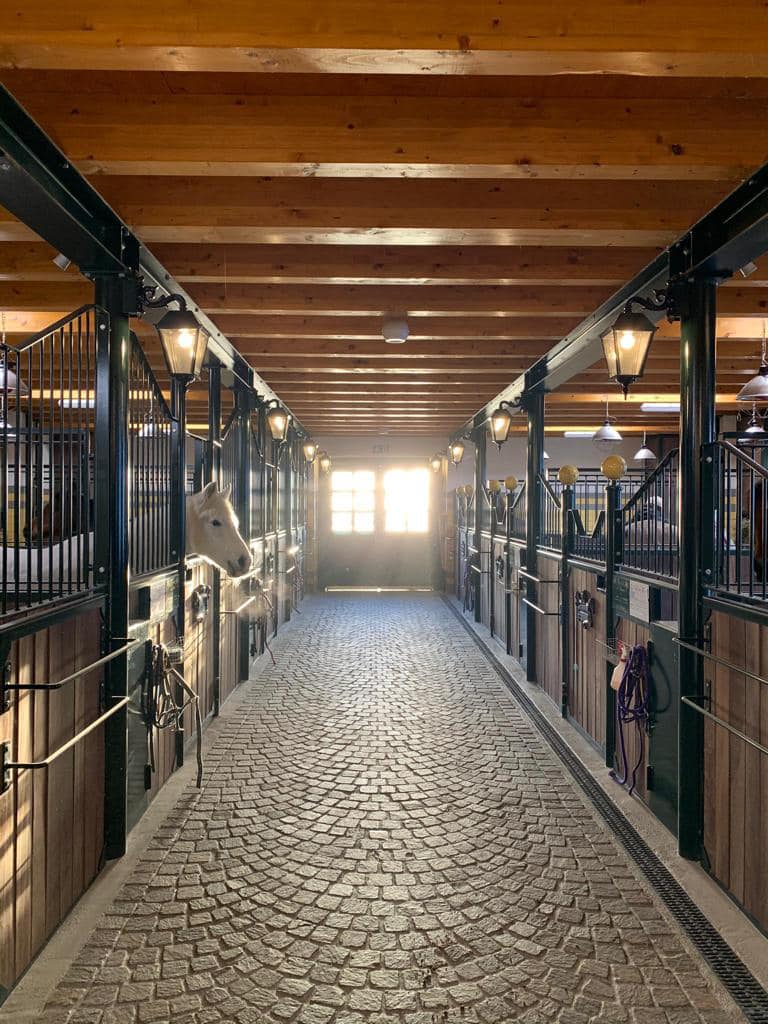 Mogambo Ibn Munim (Munim Ibn Saddam x Scarlet) Februar 1990 - Dezember 2021